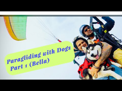 Paragliding with Dad | Siberian Husky | #IvyBella -Girls From The Hills | Dogs Paragliding | Part 1