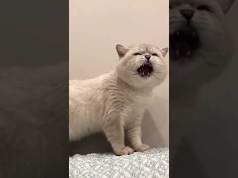 Cat sound to attract cats????realistic multiple meows