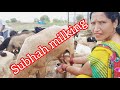 Subhah Milking