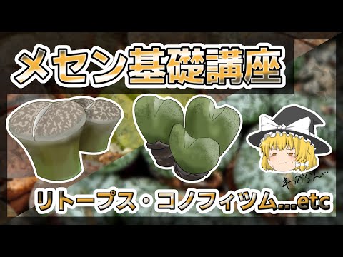 ポリフェラについて詳しく解説