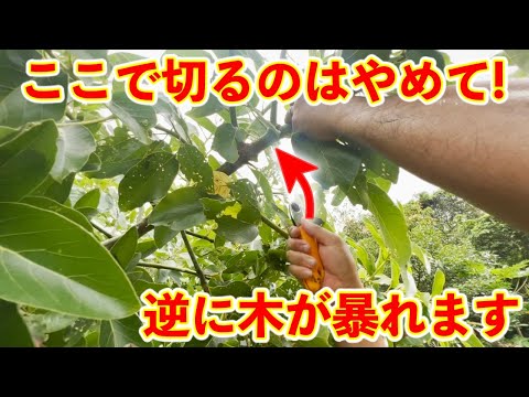 秋に剪定してはいけない果樹はどれですか?またその理由は何ですか? + 剪定してはいけない木のリスト  庭園