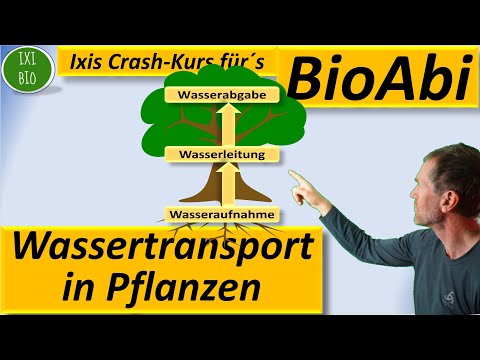 Water transport in plants - roots - vascular bundles (xylem) - stomata (biology application tasks)