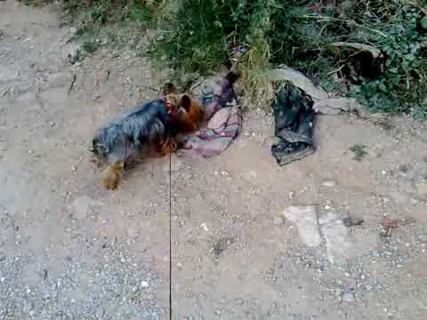 IVANOSKY Paseito romeito