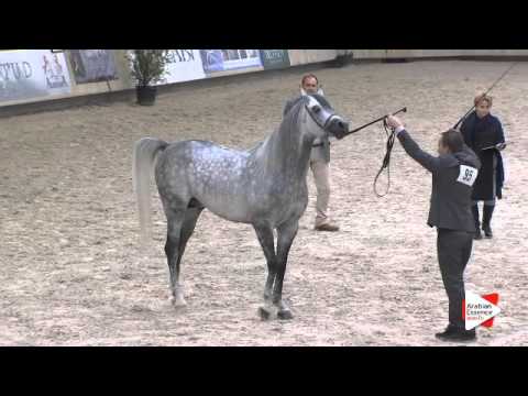 N.95 ETORYK - DEAUVILLE 2015 - Stallion 4-7 years old (Class 10)