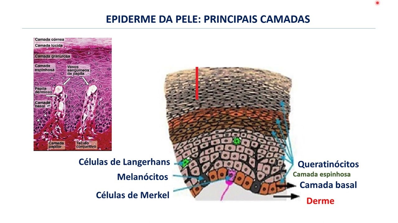 Histologia da Pele, do sistema endócrino e urinário