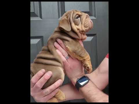 Hemi 🤎 Chocolate Tan English Bulldog