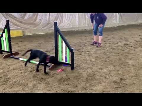 Zayna Agility 3 months