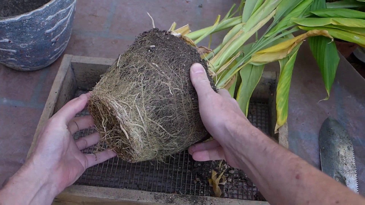 Watch Cúrcuma - Como cultivarla en casa Now Cúrcuma - Como cultivarla en casa