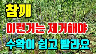참깨 이런잎은 제거해야 깨끗하고 좋은참깨 수확합니다.
