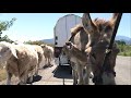 Donkey Power And Wagon Brake Get Tested