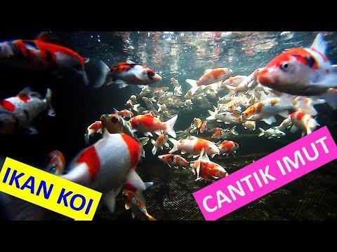 10 Lebih Ini Guys Jenis Ikan Koi Tercantik Untuk Kolam Air Tawar Kita Kaskus