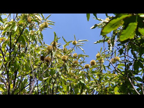 Rendiment I ulët I gështenjës këtë vit