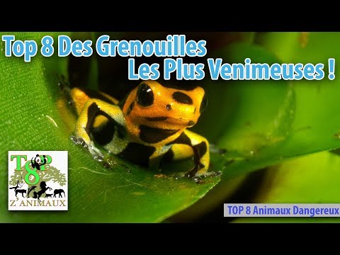 Top 8 Des Grenouilles Les Plus Venimeuses !