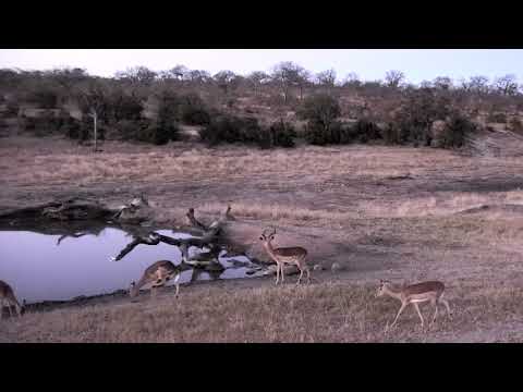 Djuma: Impala herd - 17:38 - 07/26/18