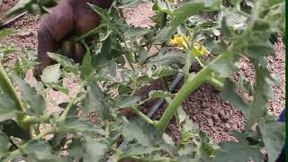 Horticulture with Hamara:Growing of Tomatoes at large scale