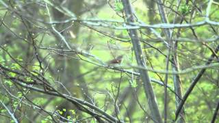 Nightingale in Kent 2013