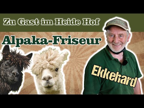Alpaka-Schur auf dem Heide Hof: Expertentipps von Friseur Ekkehard Lautenschläger