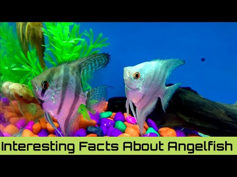image-How do angelfish behave?