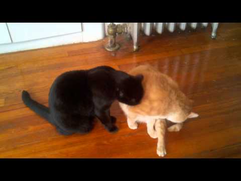 Cats grooming each other (and then fighting)