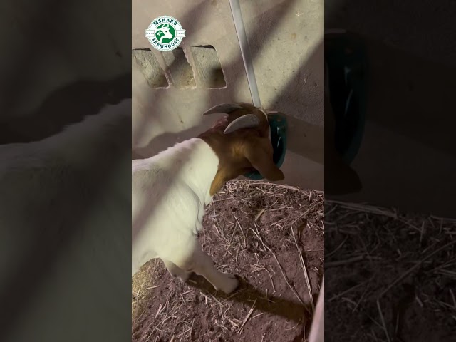 توصيل مجاني لـ10 مشارب