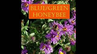 Blue/Green - Honeybee (Bif Naked Cover)