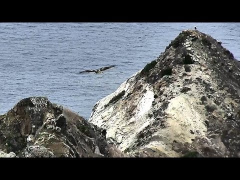 Red Tail Hawks Fly Near the West End Bald Eagle Nest