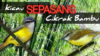 Download lagu Kicau Sepasang Burung Cikrak Bambu mp3