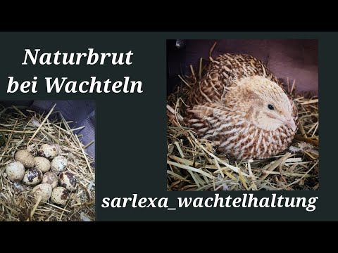 Naturbrut bei Wachteln... meine Henne brütet ❤️