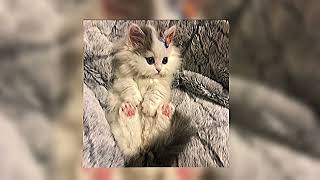 Download lagu “Mawlaya” by Maher Zain (speed up) vocals only. mp3