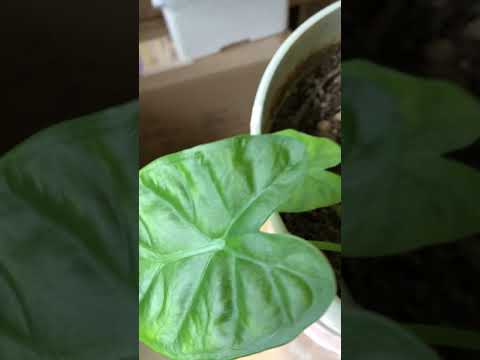 モンステラ・デリシオサと競合する野外クワズイモを維持するにはどうすればよいですか?  庭園