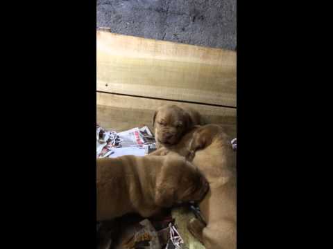 Dogue de Bordeaux puppys 4 weeks old