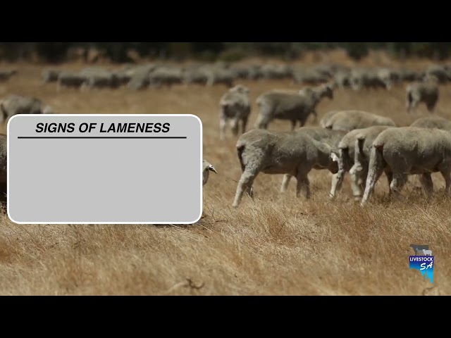 Looking out for Lameness