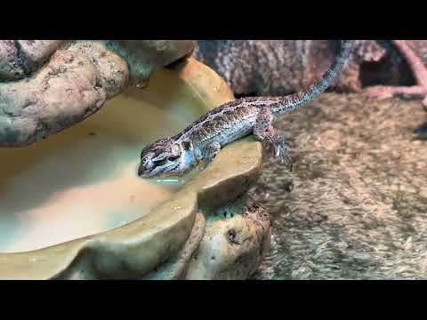 Dragon Video