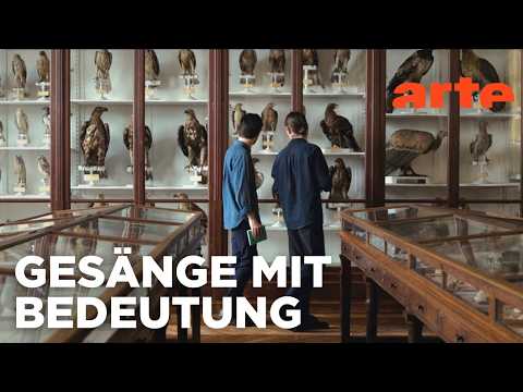 Video Thumbnail: Die Sprache der Vögel | Doku HD | ARTE