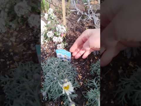 なぜニンニクを植物に入れるのか プラスの効果がある 抗真菌性殺虫剤は庭の肥料を使用する