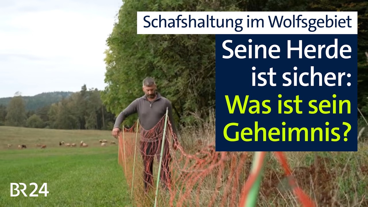 Schäfer trotzt den Wölfen: Wachsende Herde, aber keine Risse – woran liegt's? | Abendschau | BR24