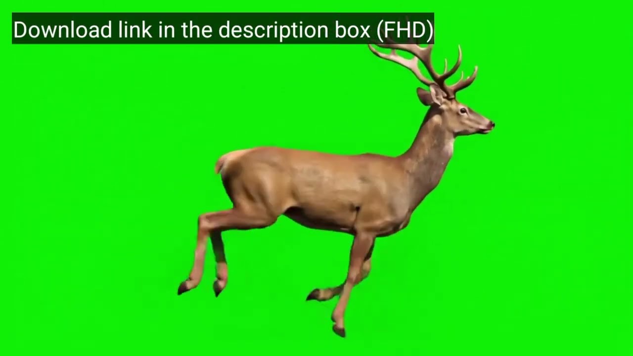 Running Deer Green Screen | Cinematic Wildlife Stock Footage (No Copyright)