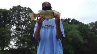 preview picture of video 'WYE MILLS MD SUMMER BASS FISHING TIPS'