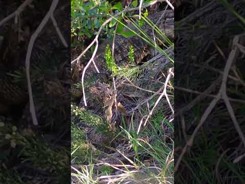 la paisanita Córdoba