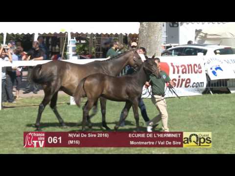 Show AQPS Le Lion 2016 : Lot 61 - N(Val De Sire 2016)