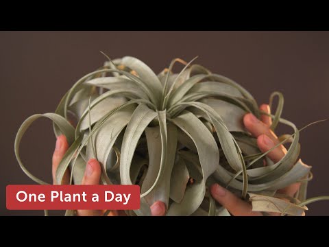 Tillandsia xerographica (Air Plant) Houseplant Care — 19 of 365