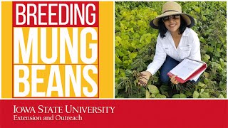 Newswise:Video Embedded grant-looks-at-breeding-mung-bean-for-plant-based-protein-market