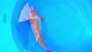 video van Golden Corn 2311502