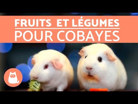 Fruits and vegetables perfect for guinea pigs