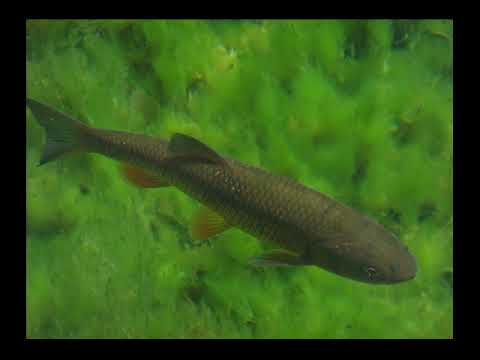 Zoran Vujanović - Cetino Moja , Lipotice