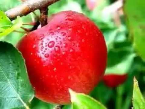 TRAGEDI BUAH APEL --- ANITA SERAWAK