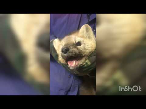 В Якутске в магазин "Айгуль" проник... соболь