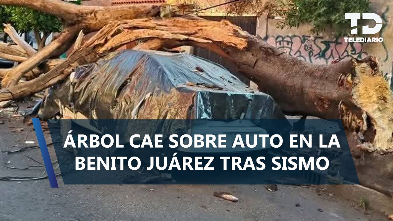 SGIRPC reporta caída de un árbol en la Benito Juárez; descarta afectaciones mayores