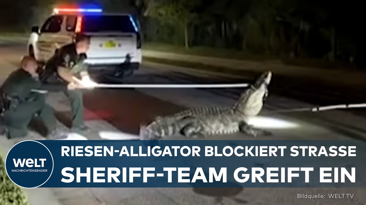 USA: Gigantischer Alligator legt Wohnstraße lahm - Floridas Sheriff-Team greift ein!