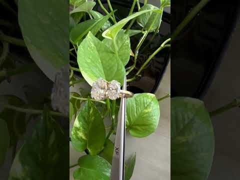 Diamond Engagement Rings for women